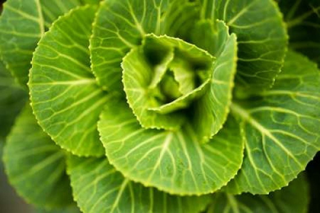 Cabbage Detail Canvas Art - Erin Berzel (12 x 18)