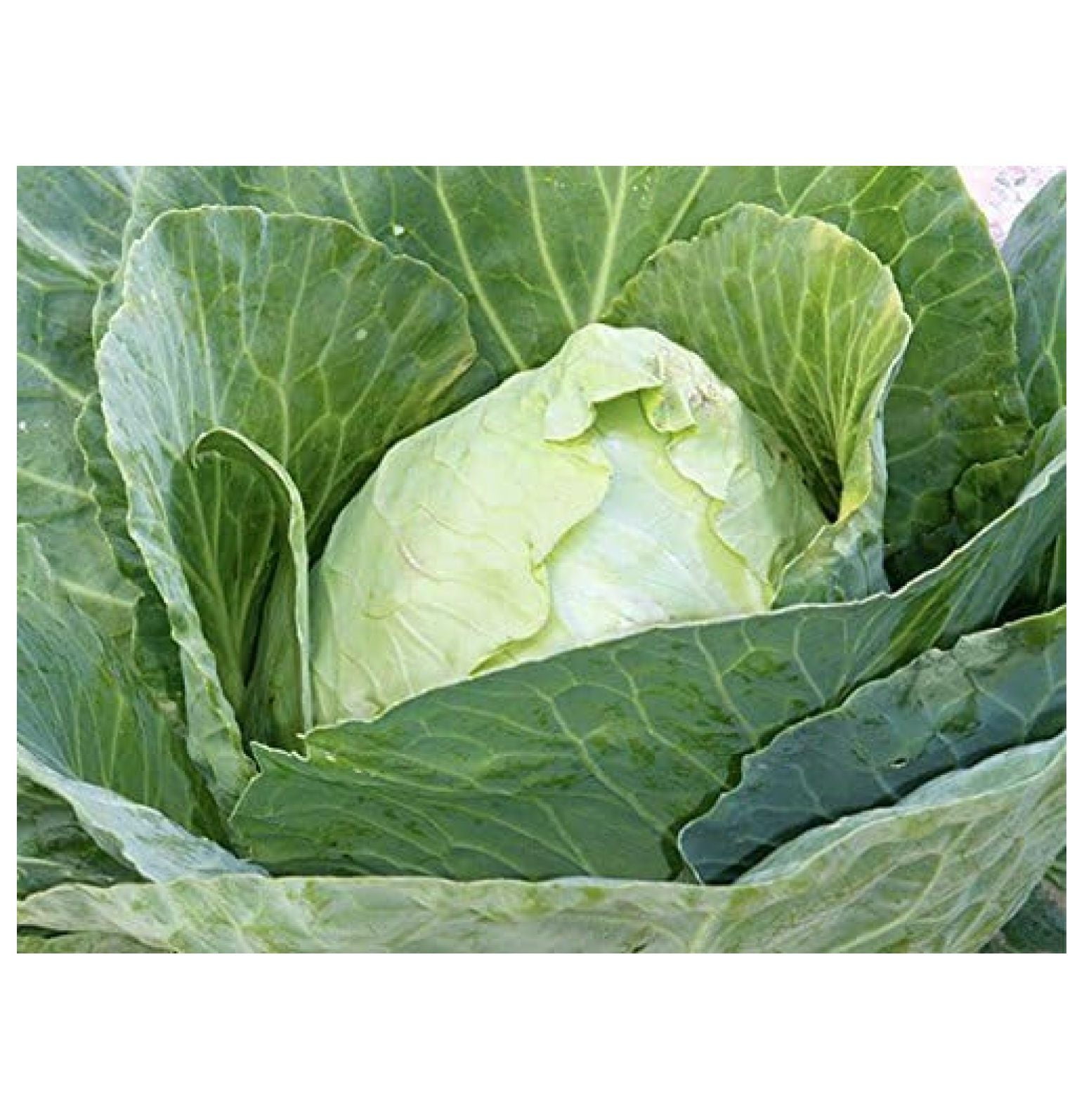 Cabbage Early Jersey Wakefield Great Heirloom Vegetable by BULK 1 Lb