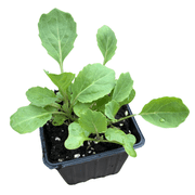 Cabbage, Golden Acre Brassica oleracea var. capitata Organic Plant in 2.5-inch Pot by Smoke Camp Crafts