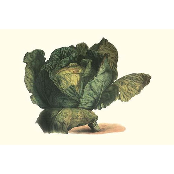 Cabbage Head-Fine Art Canvas Print (20" x 30")