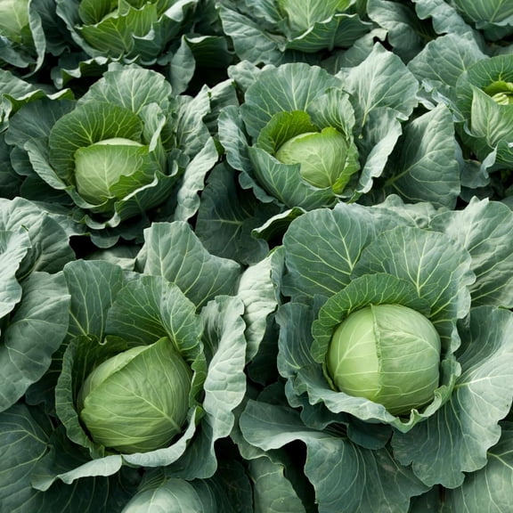 Cabbage Live Plant in 4 Inch Pot, 4-6 Inch Tall Vegetable Plant, Green Cabbage Starter for Garden, Raised Beds, and Container Growing