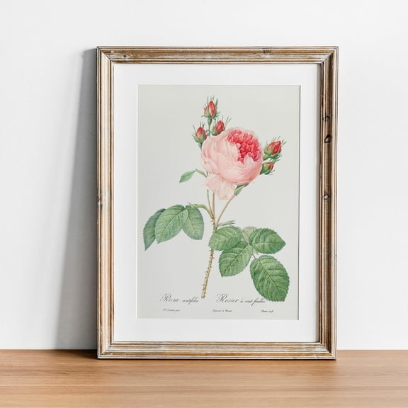 Cabbage Rose Antique Botanical Floral Illustration Wall Art Poster Decor