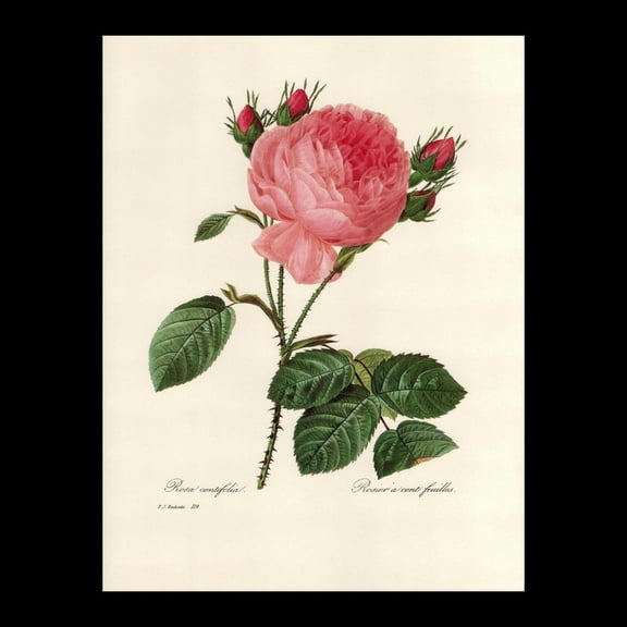 Cabbage Rose Redoute Botanical Print, Unframed Paper Poster 8x10in