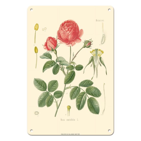 Cabbage Rose (Rosa Centifolia) - Köhler’s Medicinal Plants - Vintage Botanical Illustration by Hermann Adolf Köhler c.1883 - 8 x 12 inch Vintage Metal Tin Sign