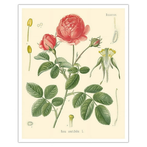 Cabbage Rose (Rosa Centifolia) - Köhler’s Medicinal Plants - Vintage Botanical Illustration by Hermann Adolf Köhler c.1883 - Fine Art Matte Paper Print (Unframed) 16x20in
