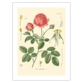 thumbnail image 1 of Cabbage Rose (Rosa Centifolia) - Köhler’s Medicinal Plants - Vintage Botanical Illustration by Hermann Adolf Köhler c.1883 - Fine Art Matte Paper Print (Unframed) 24x32in, 1 of 4
