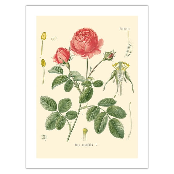 Cabbage Rose (Rosa Centifolia) - Köhler’s Medicinal Plants - Vintage Botanical Illustration by Hermann Adolf Köhler c.1883 - Fine Art Matte Paper Print (Unframed) 24x32in