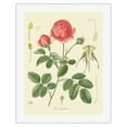 thumbnail image 1 of Cabbage Rose (Rosa Centifolia) - Köhler’s Medicinal Plants - Vintage Botanical Illustration by Hermann Adolf Köhler c.1883 - Fine Art Rolled Canvas Print (Unframed) 20in x 26in, 1 of 4