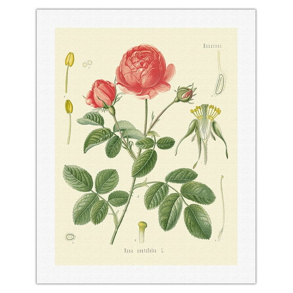 Cabbage Rose (Rosa Centifolia) - Köhler’s Medicinal Plants - Vintage Botanical Illustration by Hermann Adolf Köhler c.1883 - Fine Art Rolled Canvas Print (Unframed) 20in x 26in