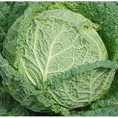 Cabbage Savoy Perfection Great Heirloom Vegetable By Seed Kingdom 1 Lb Seeds