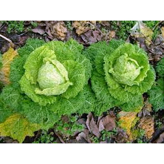 Cabbage Seed, Charleston Wakefield, Heirloom, Non GMO, 100 Seeds, Tasty Healthy Veggie, Country Creek Acres