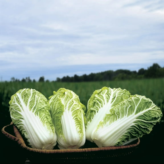 Cabbage Seeds - Bilko Organic Variety Cabbage Seeds - Non-GMO - 50 Seeds