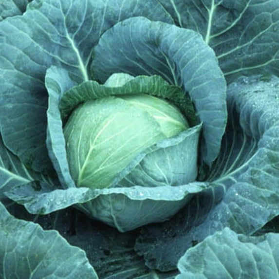 Cabbage Seeds - Blue Lagoon Variety Cabbage Seeds - Non-GMO - 50 Seeds