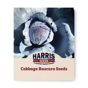 Harris Seeds - Buscaro Organic Variety Cabbage Seeds - 50 Seeds