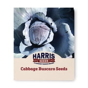 Harris Seeds - Buscaro Organic Variety Cabbage Seeds - 50 Seeds
