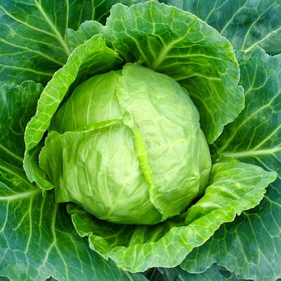 Cabbage Seeds - Copenhagen Market - 1 Oz - Non-GMO, Heirloom - Vegetable Gardening, Microgreens