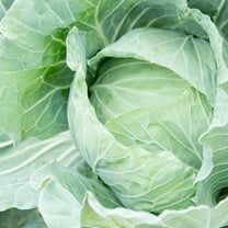 Cabbage Seeds - Drumhead - 4 g Packet ~950 Seeds - Brassica oleracea var. capitata - Farm & Garden Vegetable Gardening & Microgreens Seeds - Non-GMO, Heirloom, Open Pollinated, Annual