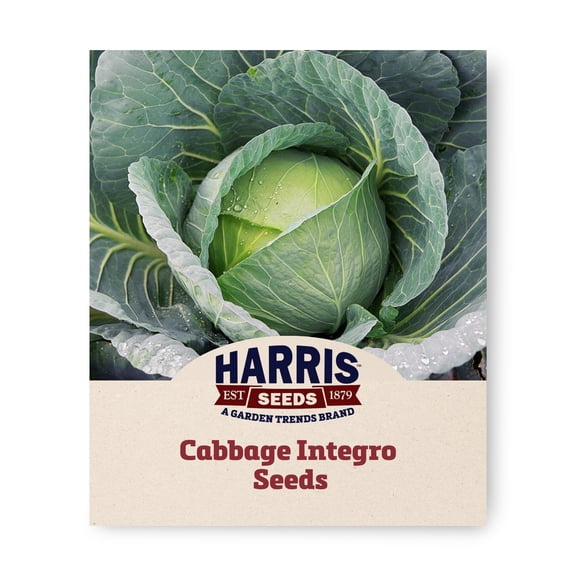 Harris Seeds Cabbage Integro Organic Variety - Non-GMO, 3–4 lb Heads, 50 Count