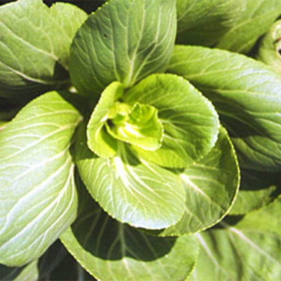 Cabbage, Seeds, Pak Choi - Green Stem Mei Qing - Hybrid - 1 g Packet ~350 Seeds - Non-GMO, Heirloom - Asian Garden Vegetable