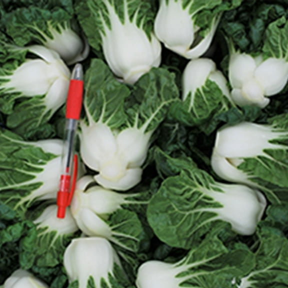 Cabbage Seeds - Pak Choi - Hotau Improved - Hybrid - 2 g Packet ~432 Seeds - Non-GMO, F1 Hybrid - Asian Garden Vegetable