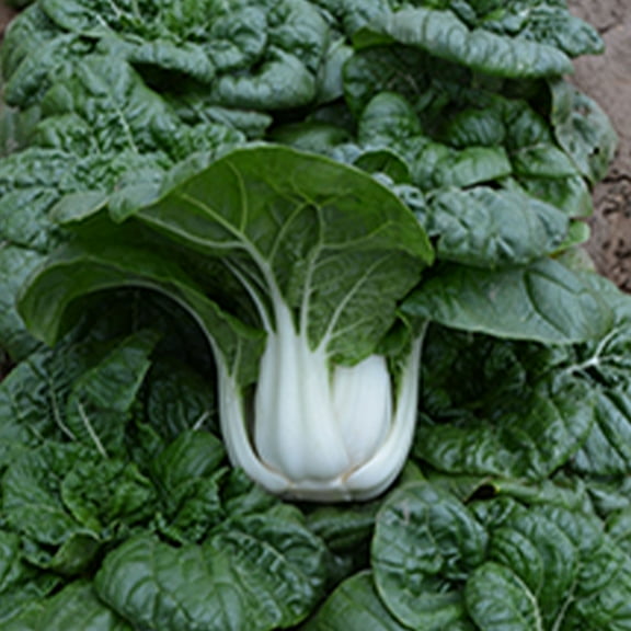 Cabbage Seeds - Pak Choi - Nabai Spring - Hybrid - 1 g Packet ~144 Seeds - Non-GMO, F1 Hybrid - Asian Garden Vegetable