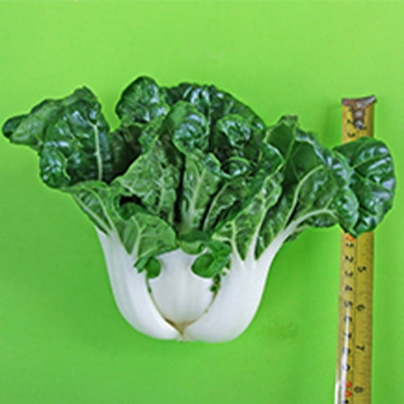 Cabbage Seeds - Pak Choi - New Nabai - Hybrid - 2 g Packet ~360 Seeds - Non-GMO, F1 Hybrid - Asian Garden Vegetable