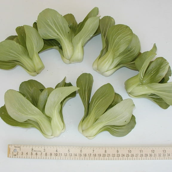 Cabbage Seeds - Pak Choi - Petite Star - Hybrid - 2 g Packet ~738 Seeds - Non-GMO, F1 Hybrid - Asian Garden Vegetable