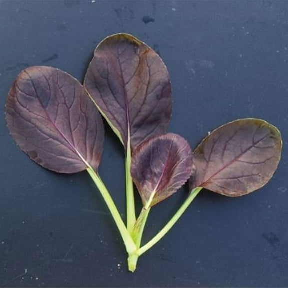 Cabbage Seeds - Pak Choi - Purple Vita - Hybrid - 2 g Packet ~764 Seeds - Non-GMO, F1 Hybrid - Asian Garden Vegetable