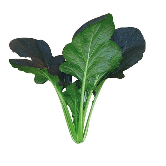 Cabbage Seeds - Pak Choi - Red Kingdom - Hybrid - 2 g Packet ~702 Seeds - Non-GMO, F1 Hybrid - Asian Garden Vegetable