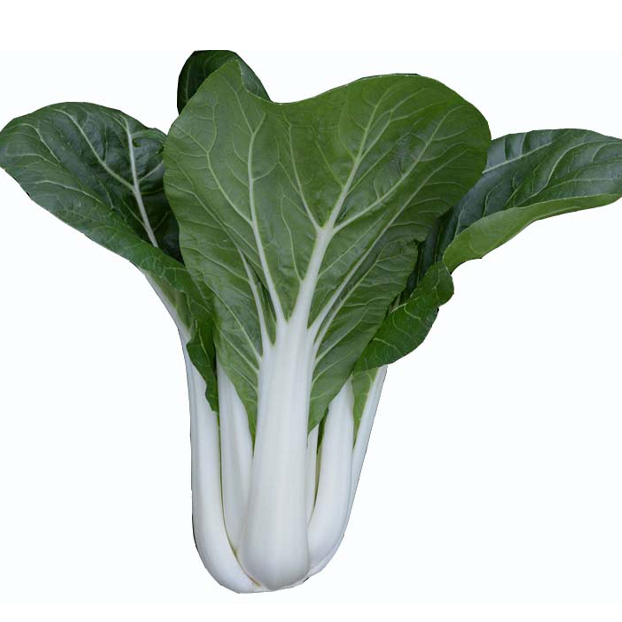Cabbage Seeds - Pak Choi - Tall White Stem - Hybrid - 5 Lb Bulk ~4500000 Seeds - Non-GMO, F1 Hybrid - Asian Garden Vegetable