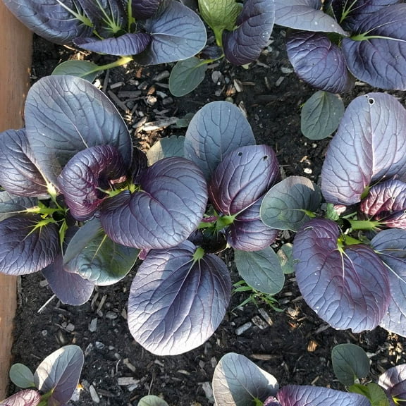 Cabbage Seeds- Pak Choi Tasty Pagoda Purple Hybrid - 100 Seeds - Non-GMO Vegetable & Microgreens Seeds
