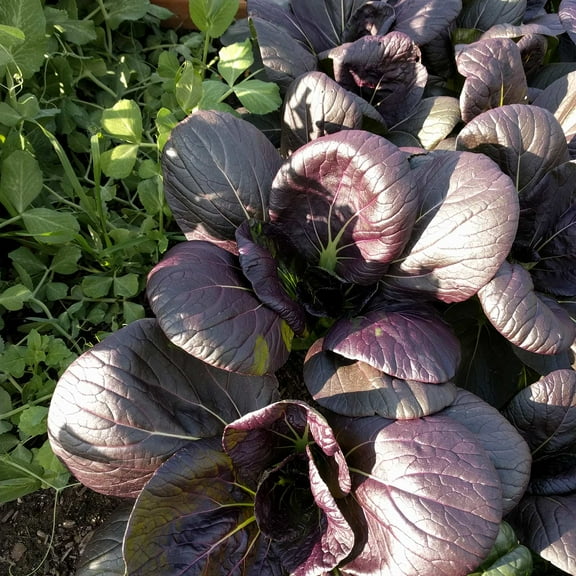 Cabbage Seeds- Pak Choi Tasty Pagoda Purple Hybrid - 25 Seed Packet - Non-GMO Vegetable & Microgreens Seeds