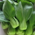 thumbnail image 1 of Cabbage Seeds - Pak Choi - Wa Wa Qing - Hybrid - 4 Oz ~44000 Seeds - Non-GMO, F1 Hybrid - Asian Garden Vegetable, 1 of 1