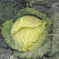 thumbnail image 1 of Cabbage Seeds - Savoy Blue Variety Cabbage Seeds - Non-GMO - 50 Seeds, 1 of 1