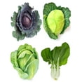 thumbnail image 1 of Sunutri Seeds Cabbage Bok Choy Heirloom Vegetable Seeds Variety Pack for Gardening and Planting, 1 of 7