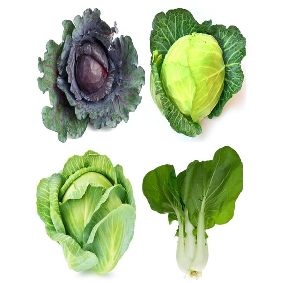 Sunutri Seeds Cabbage Bok Choy Heirloom Vegetable Seeds Variety Pack for Gardening and Planting