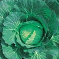 thumbnail image 1 of Cabbage Seeds - Wakamine - Hybrid - 500 Mg Packet ~33 Seeds - Non-GMO, F1 Hybrid - Vegetable Garden, 1 of 1