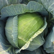 Cabbage Seeds - Xtreme Vantage Variety Cabbage Seeds - Non-GMO - 50 Seeds