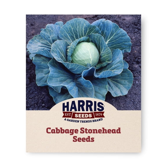 Harris Seeds Cabbage Stonehead F1, Non-GMO Green Cabbage, 1,000 Count