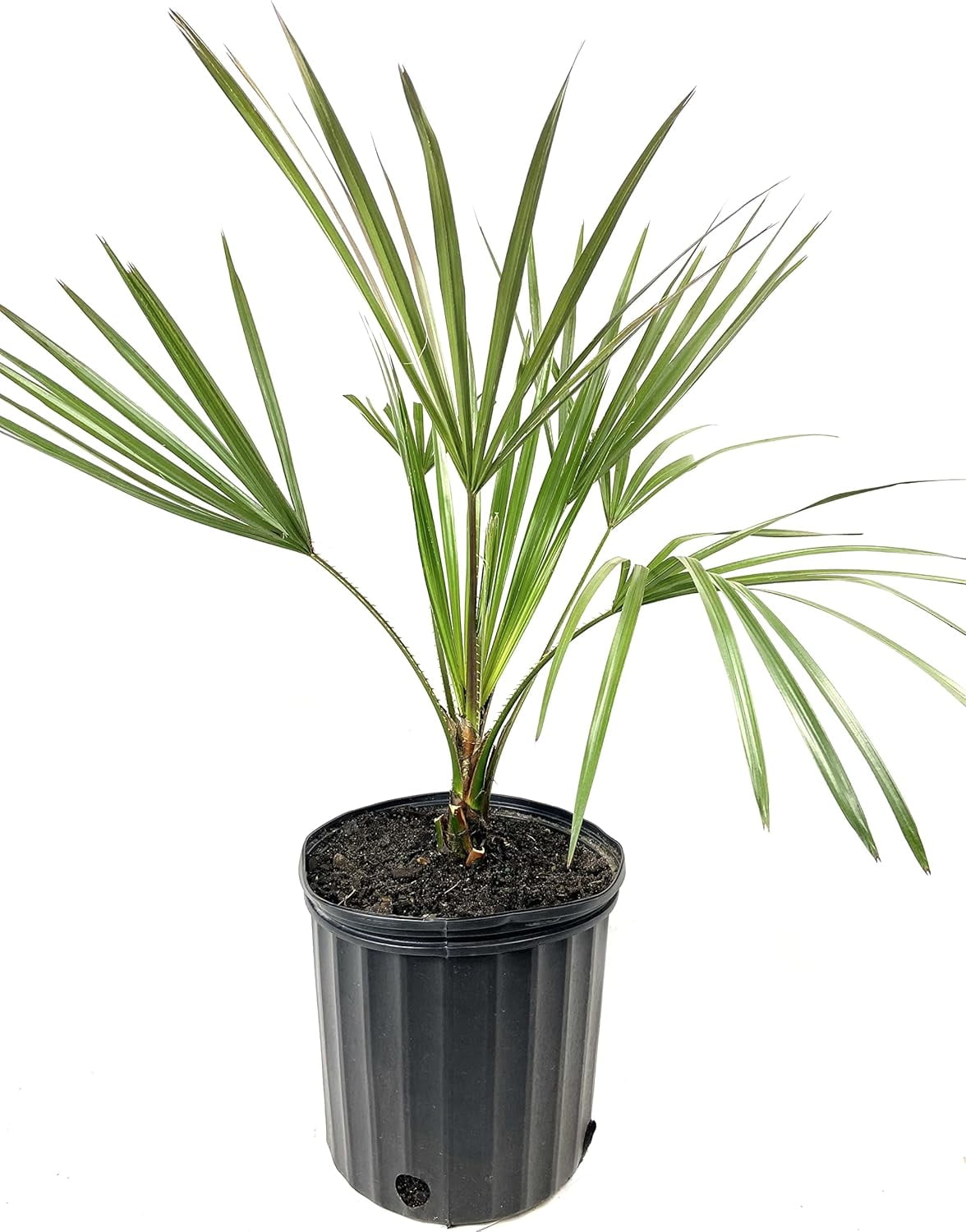 Cabbage Tree Palm Live Plant in a 3 Gallon Growers Pot Livistona