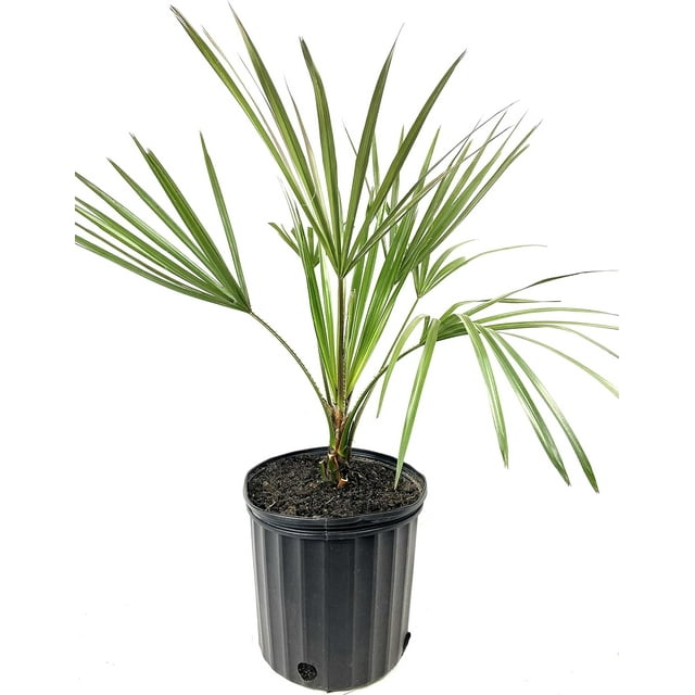 Cabbage Tree Palm Live Plant in a 3 Gallon Growers Pot Livistona