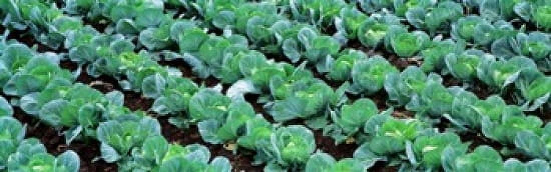 Cabbage Yamhill Co Oregon USA Canvas Art - Panoramic Images (18 x 6)