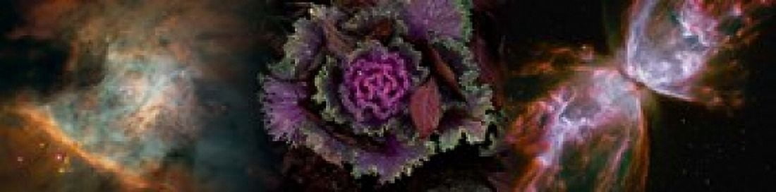 Cabbage with butterfly nebula Canvas Art - Panoramic Images (40 x 10)