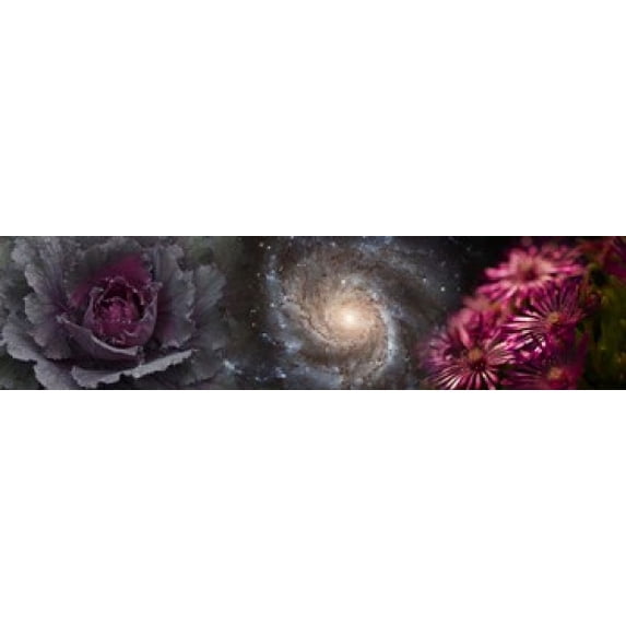 Cabbage with galaxy and pink flowers Poster Print (20 x 5)