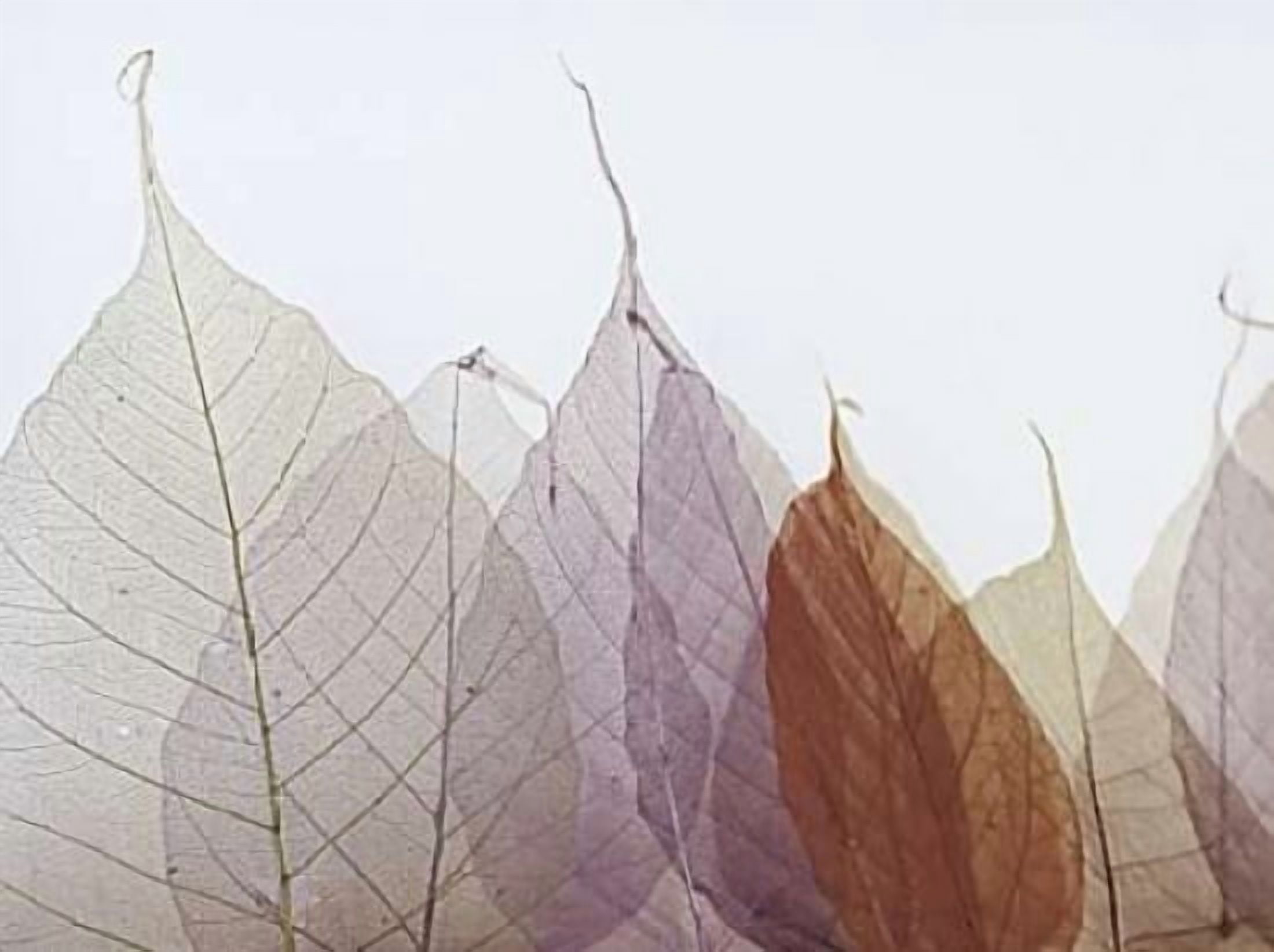 Cabernet Canvas Art - Durwood Zedd (18 x 24)