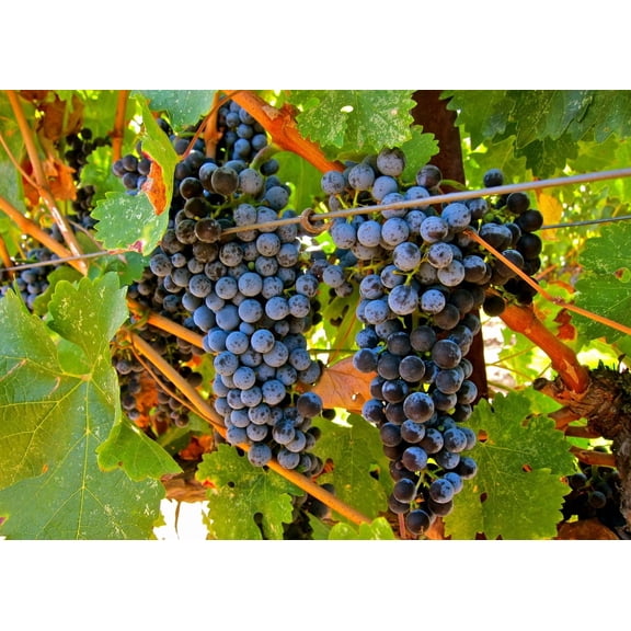 Cabernet Sauvignon Grape Vine Live Plant Red Wine Grape, 2 Gallon Pot, Full Sun Outdoor Fruit Vine