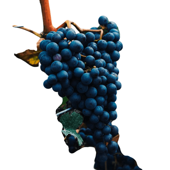 Cabernet Sauvignon Grape Vine Live Plant Red Wine Grape, 2 Gallon Pot, Full Sun Outdoor Fruit Vine