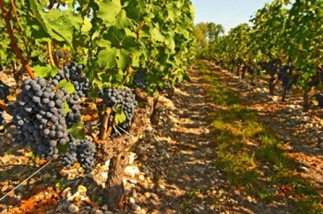 Cabernet Sauvignon Vines Chateau Belgrave Canvas Art - Per Karlsson DanitaDelimont (36 x 24)