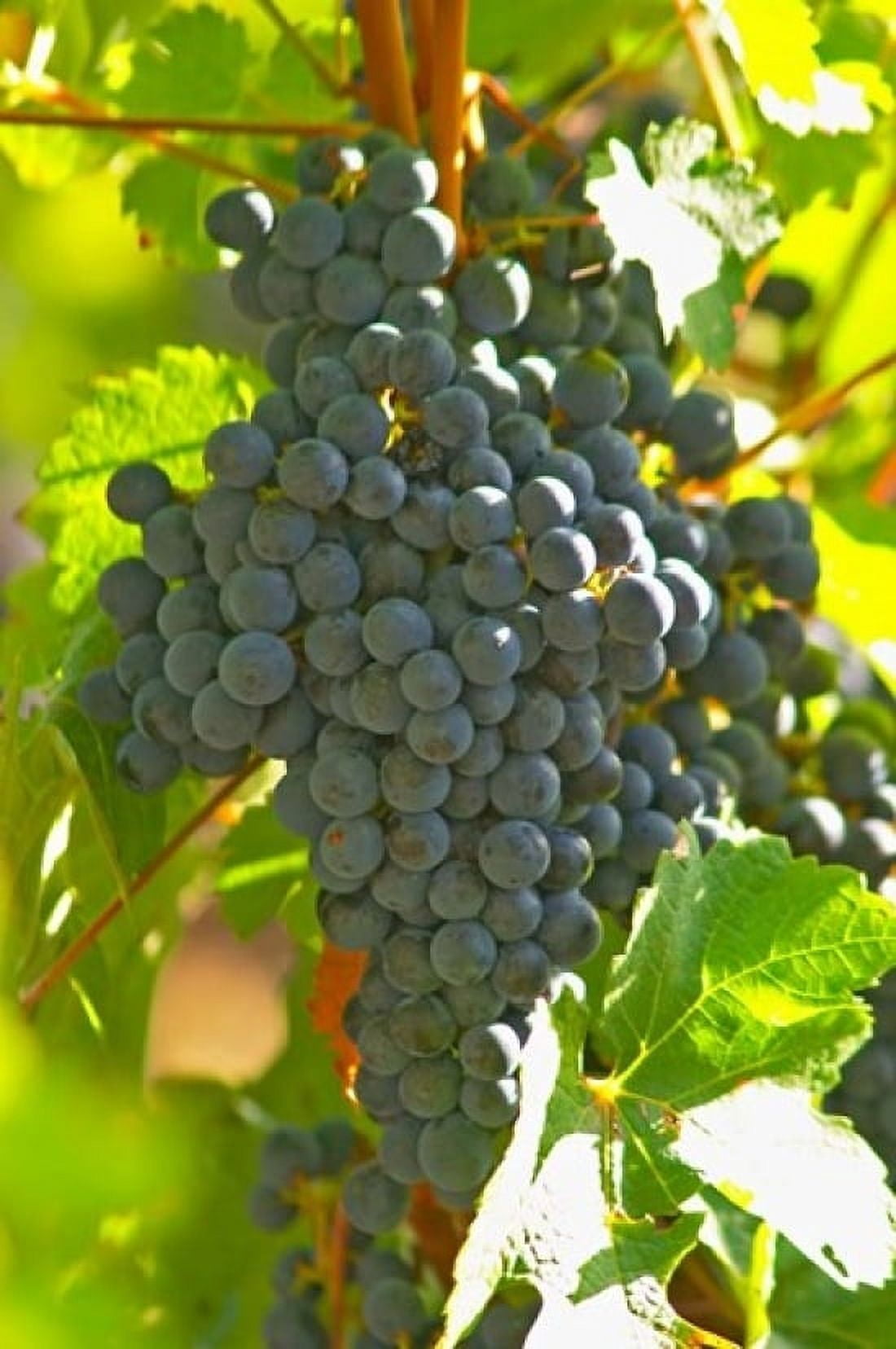 Cabernet Sauvignon Vineyard Bordeaux France Canvas Art - Per Karlsson DanitaDelimont (24 x 36)