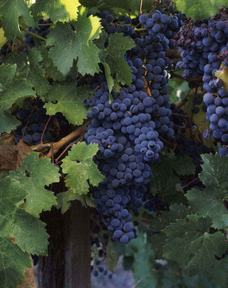 Cabernet sauvignon grapes in vineyard Wine Country California USA Canvas Art - Panoramic Images (12 x 36)